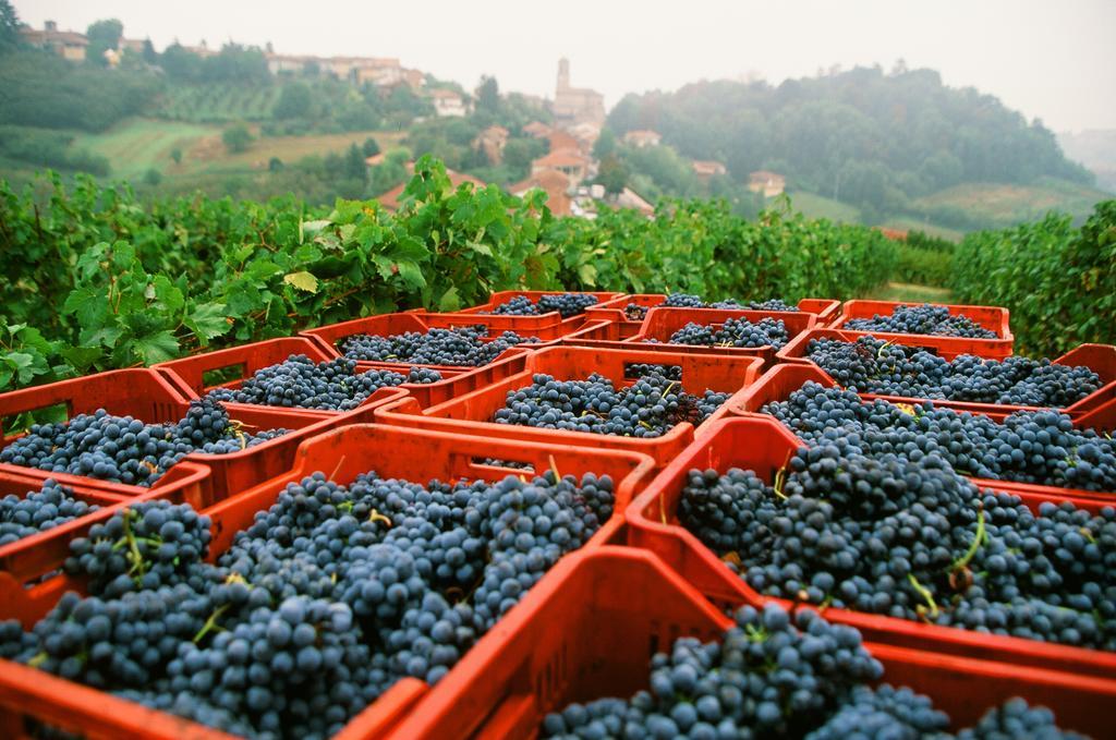 Marchesi Alfieri - Cantine E Ospitalita San Martino Alfieri Экстерьер фото
