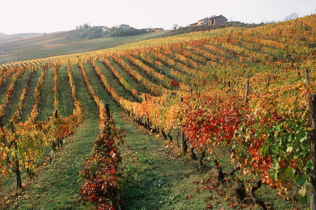 Marchesi Alfieri - Cantine E Ospitalita San Martino Alfieri Экстерьер фото